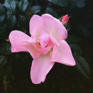 Pink winter rose