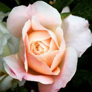 Peach roses