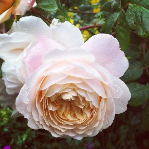 Old English Rose Picture