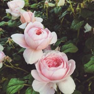 Pink Peony Picture