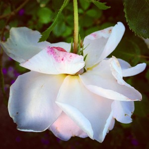 Pale pink rose picture