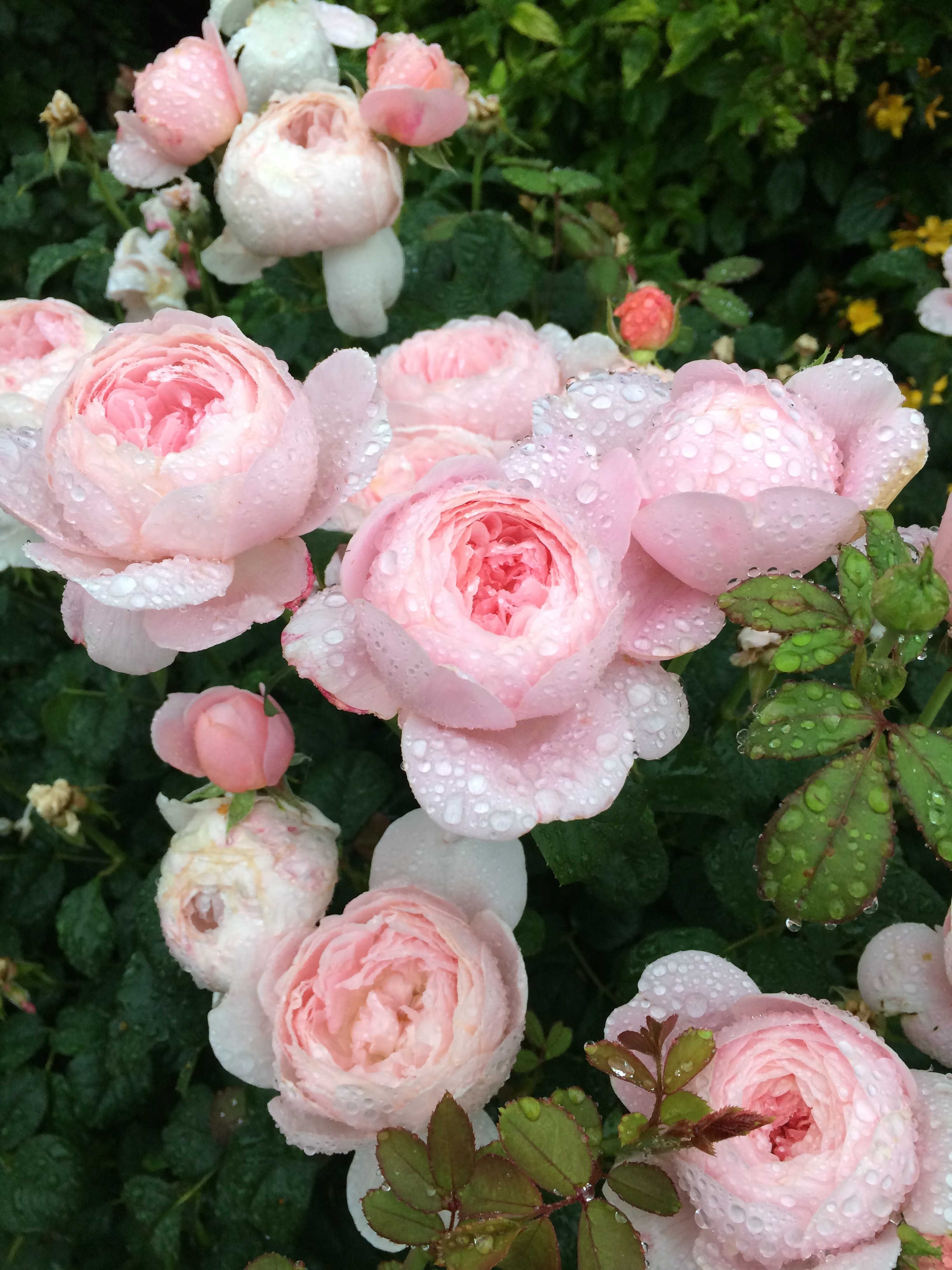 Pretty Pink Florals - Jacquardflower
