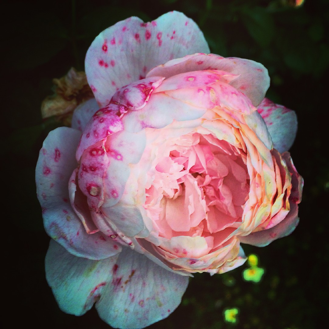 Summer pink flowers