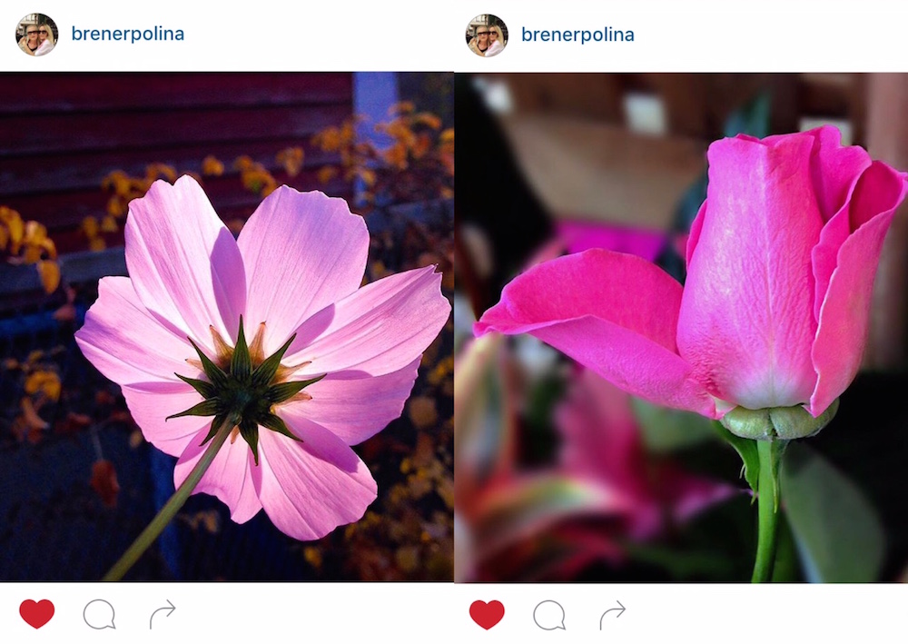 Flower Photos Instagram