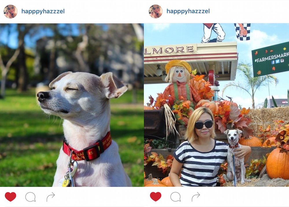 Instagram Dog Blogger