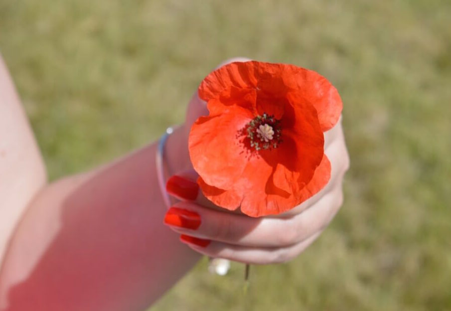 Red POPPY picture
