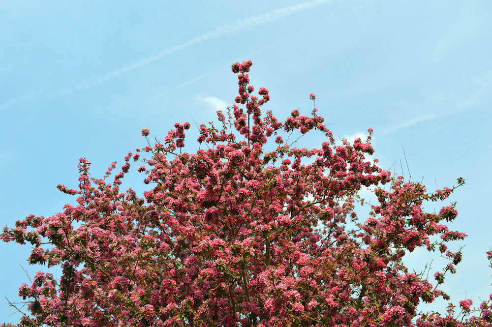 Blossom tree and blue sky
