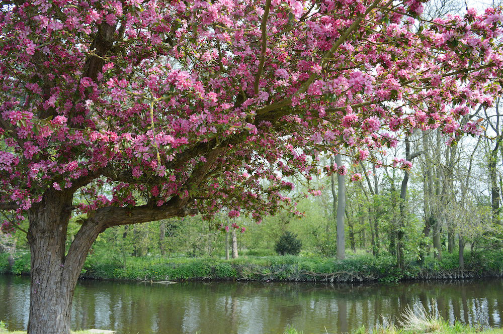 Blossom Tree next to a river photo