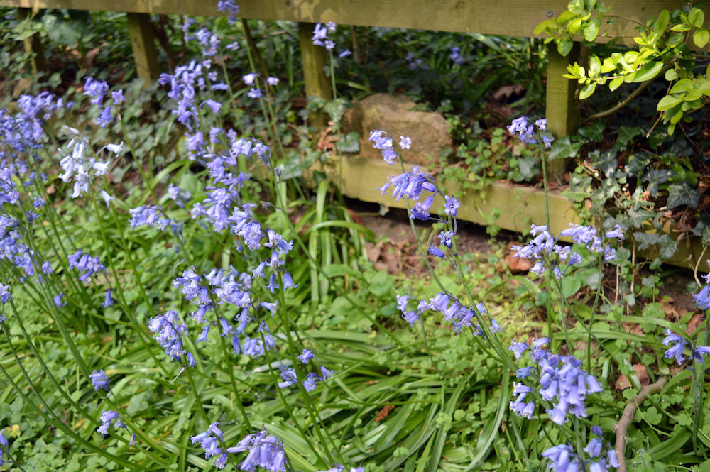 Woodland Bluebells UK