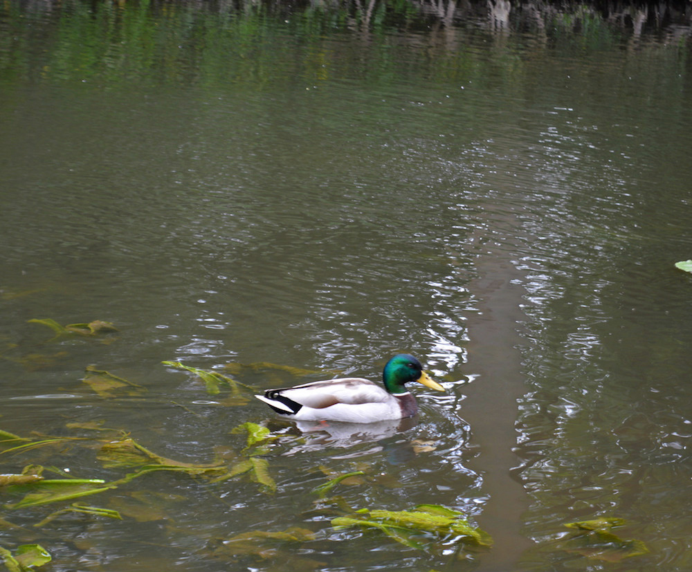 Duck Swimming picture