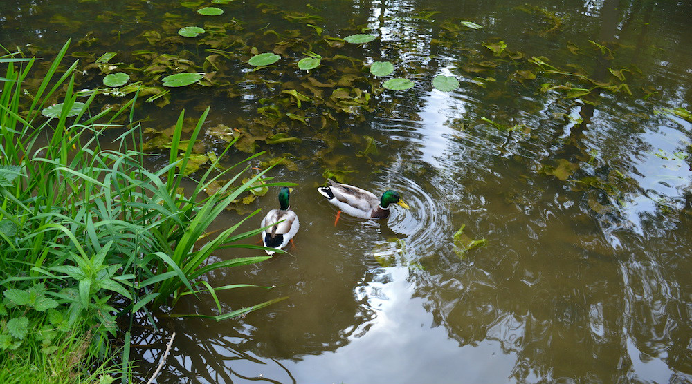 Two Ducks Swimming Picture