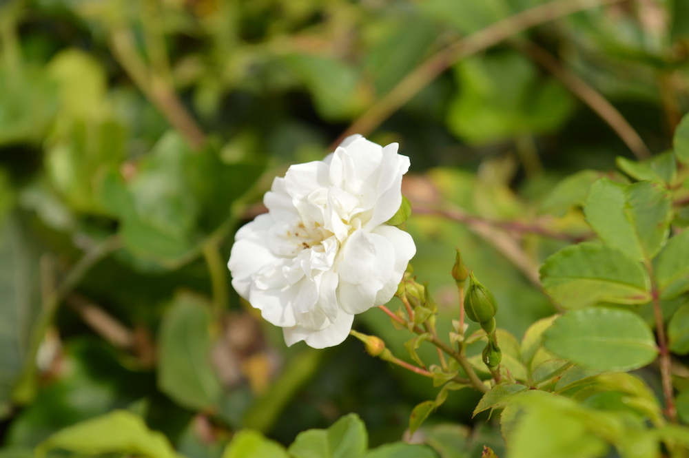 white Rambling Rose picture 