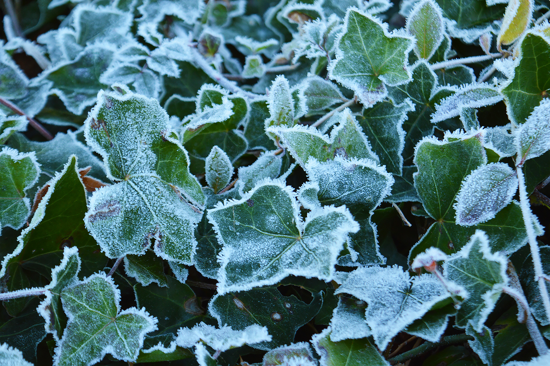 Frost on leaves picture