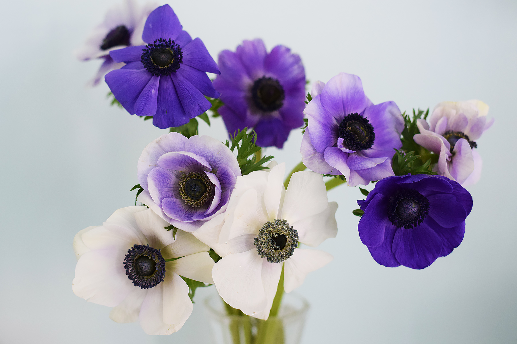 Vase of Purple Flowers 