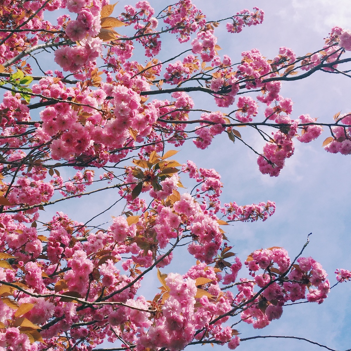 Cherry Blossom And Blue Sky Photo