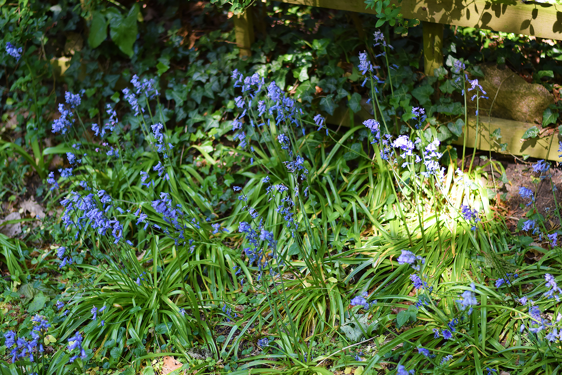 English Bluebells in spring