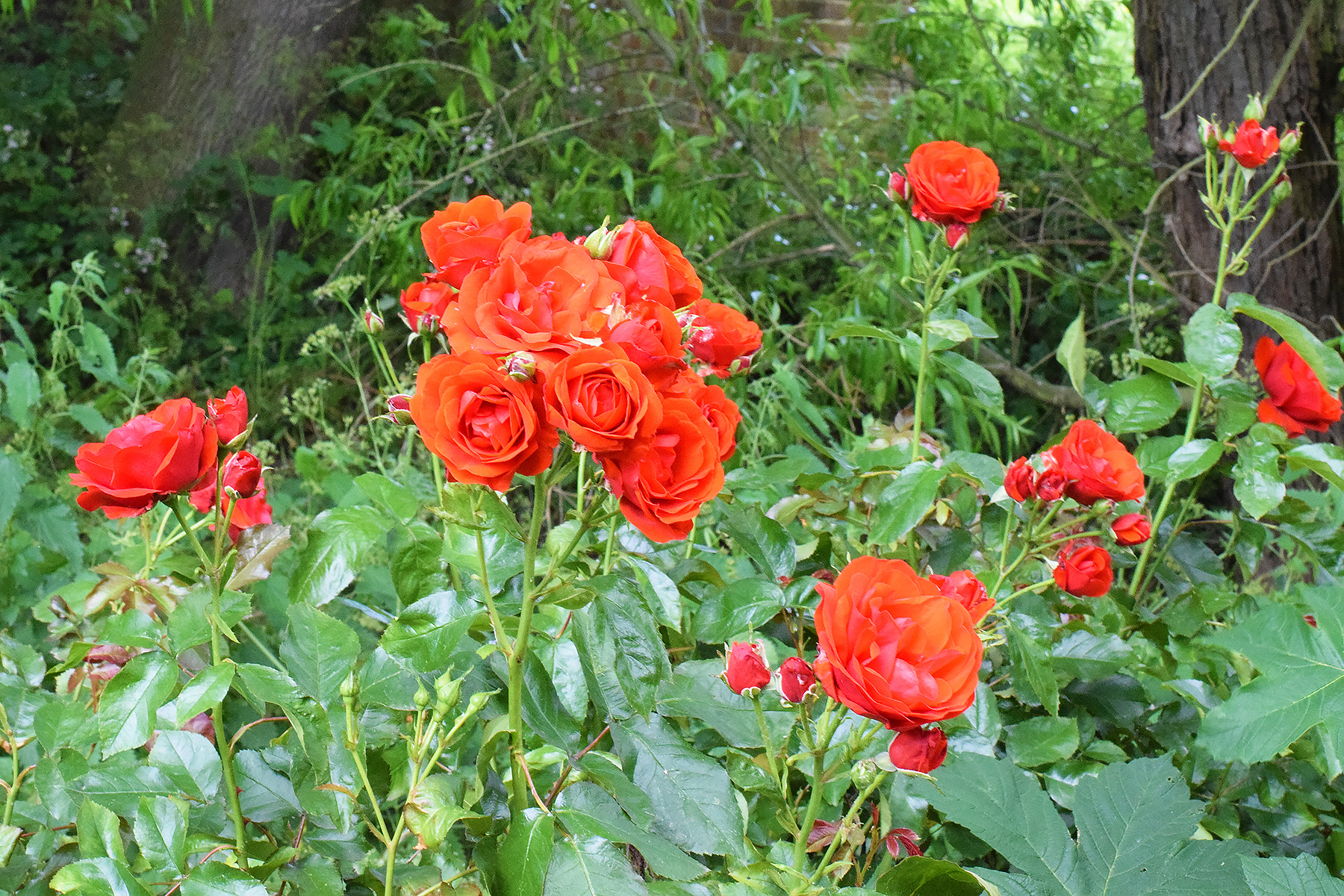 English Red Rose Garden