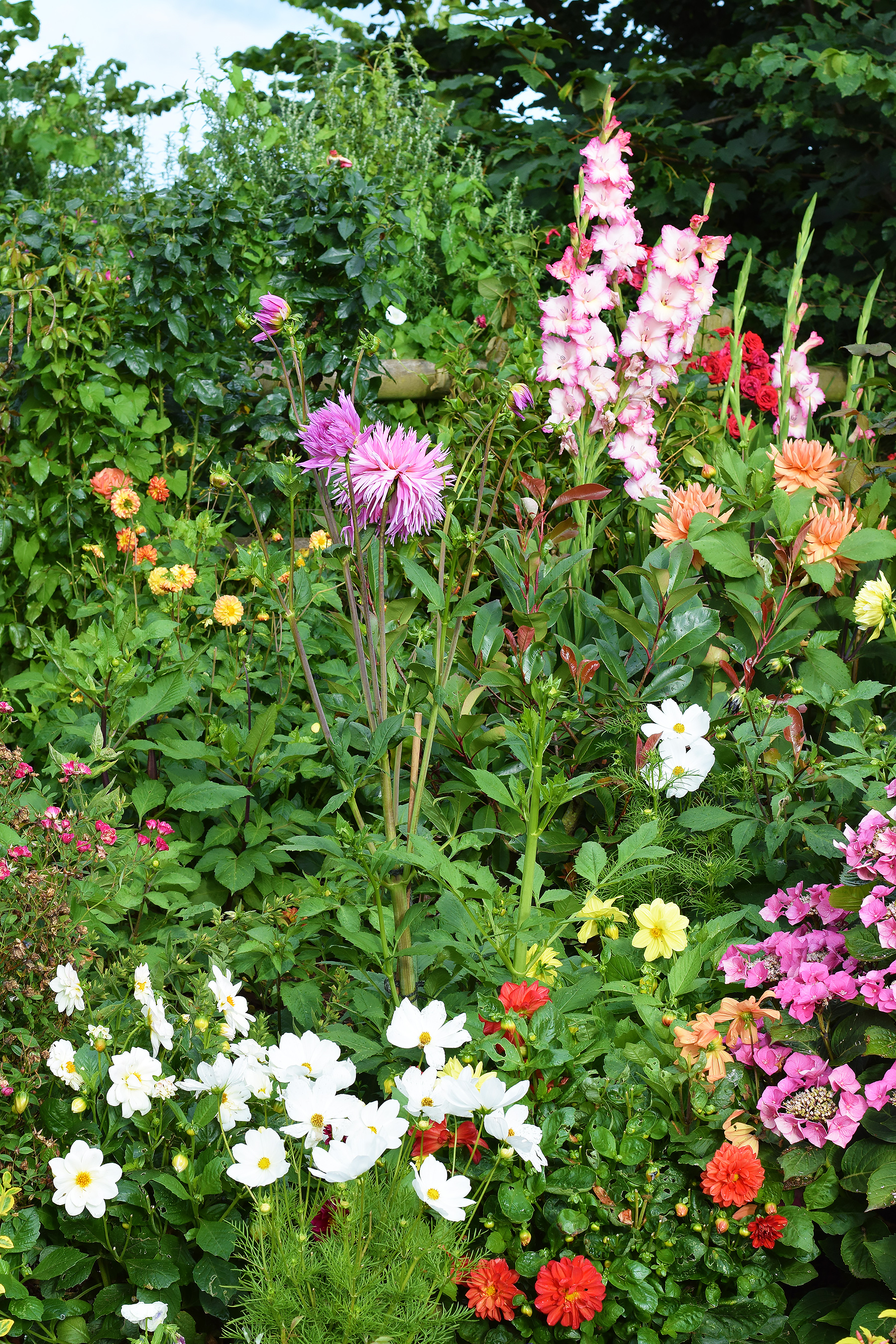 Mixed flower garden in Devon 