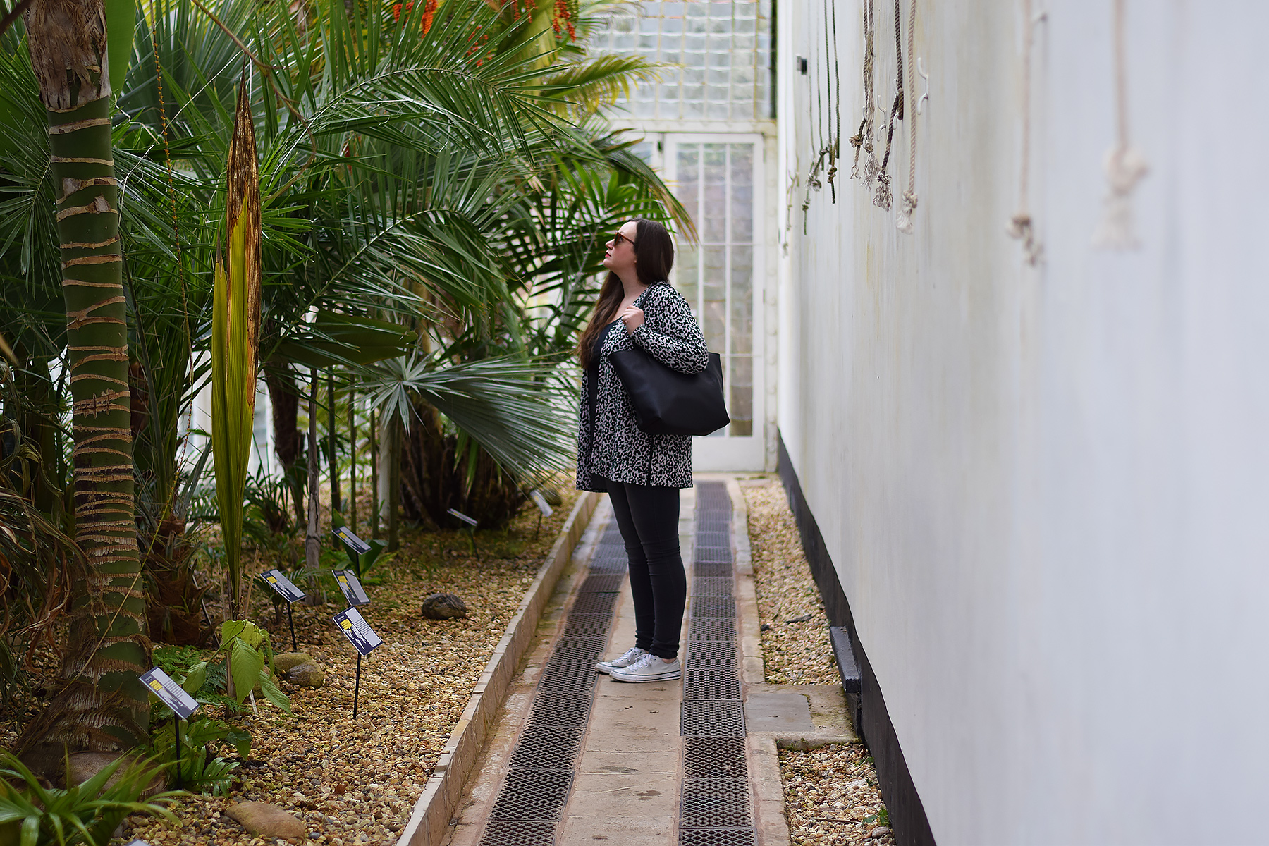 Blogger looking at palm trees inside glasshouse