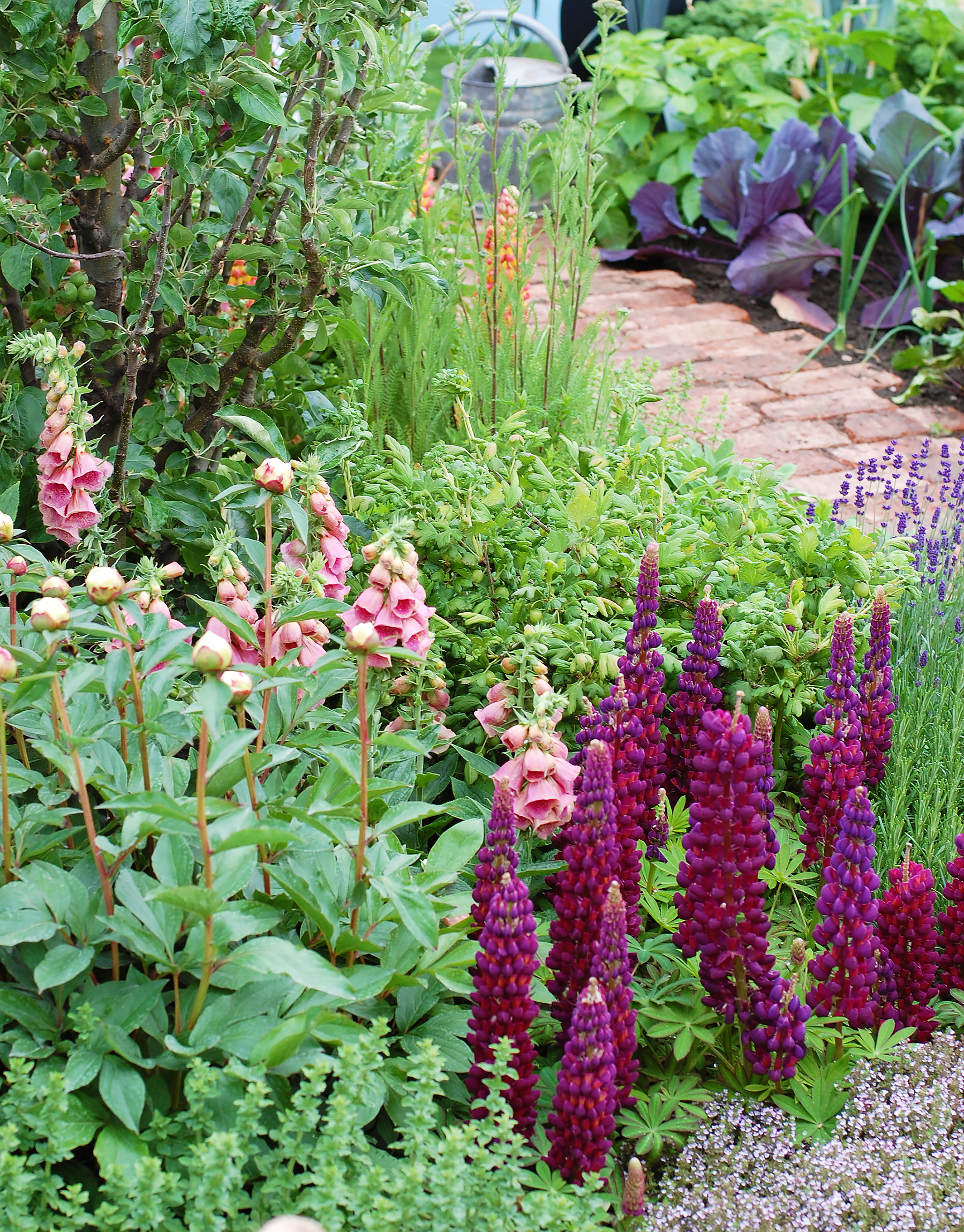 Lupins at the RHS Chatsworth Flower Show