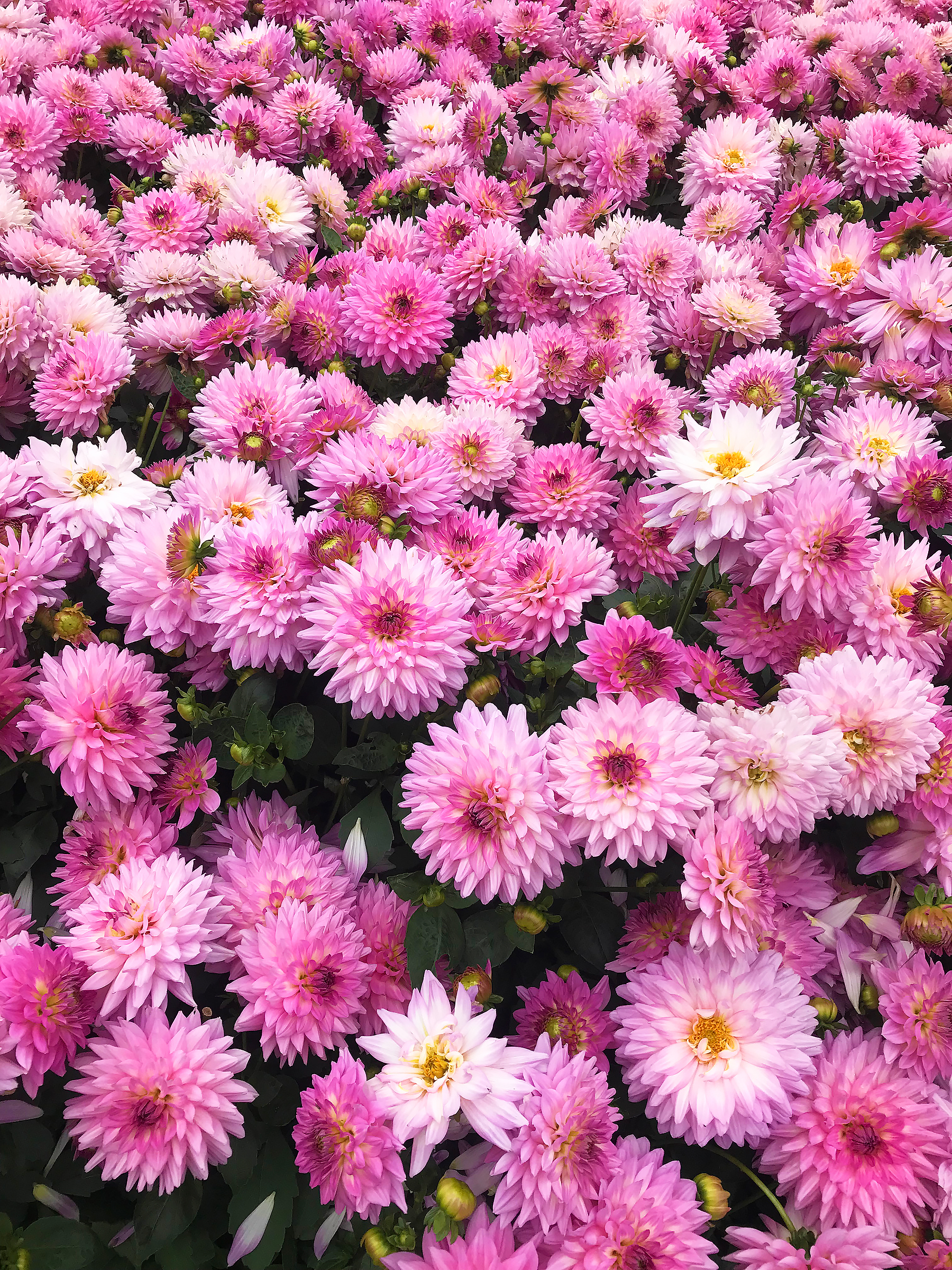 Chatsworth Flower Show 2019 Dahlia Chatsworth Splenour